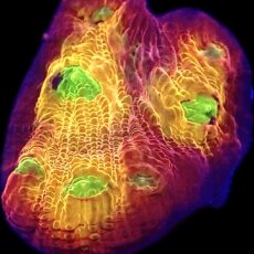WYSIWYG  A3 Tropicana Chalice Frag