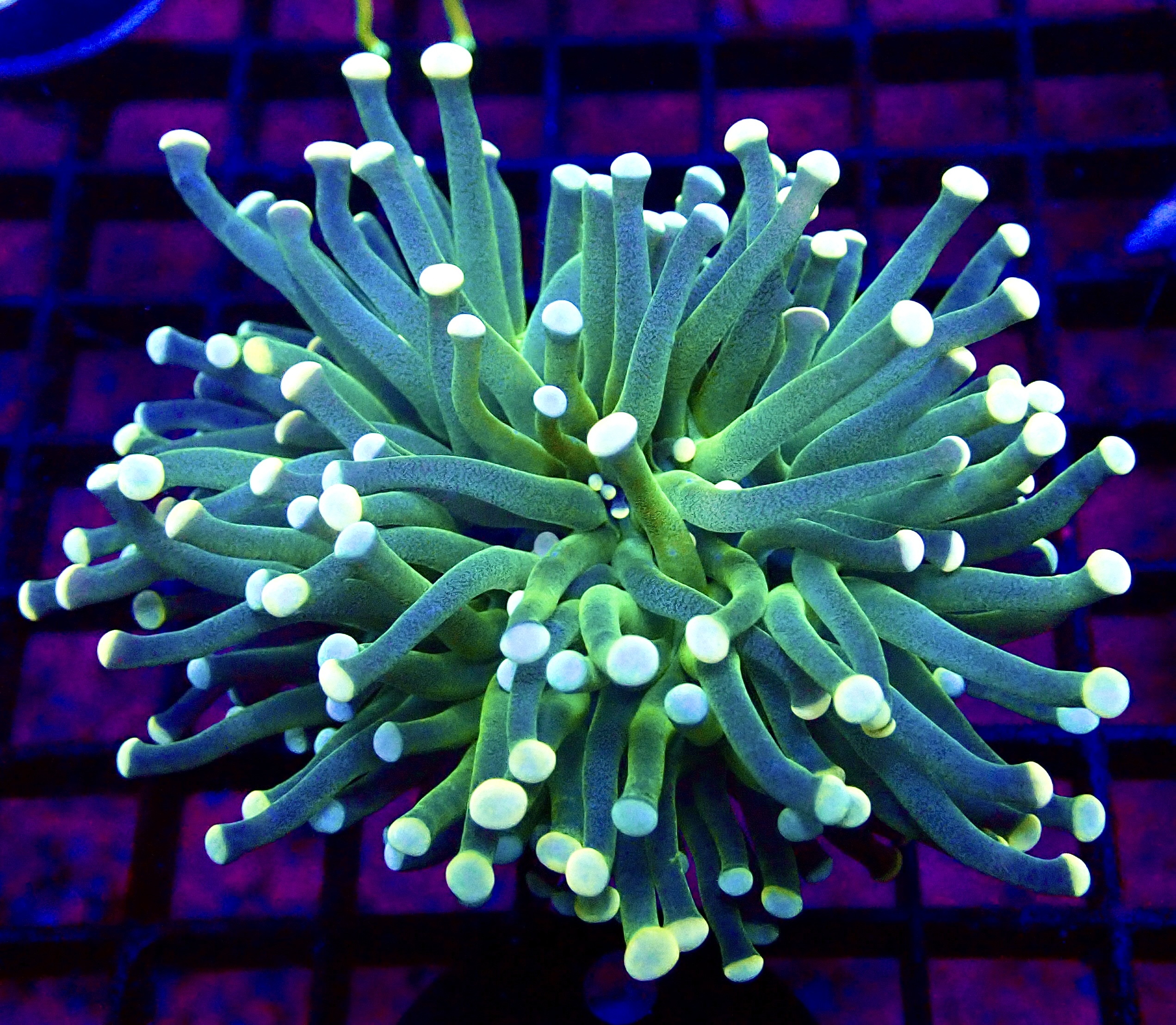 WYSIWYG Cotton Candy Torch Euphyllia 2