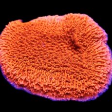 WYSIWYG 14G Orange Plating Montipora Colony