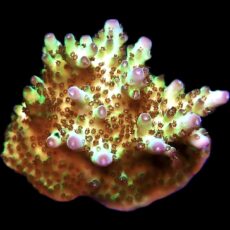 WYSIWYG 11C Tabling Berry Blast Granulosa Frag Extra Large