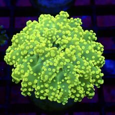 WYSIWYG Fluorescent Lemon Frogspawn 1