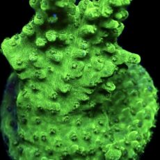 WYSIWYG 12J Green Slimer Acropora Frag