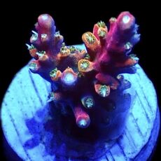 WYSIWYG 11F Rainbow Paletta Acropora