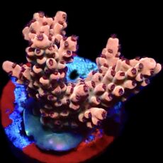 WYSIWYG 13G Raspberry Bali Shortcake Acropora Frag