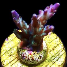 WYSIWYG 8D Pearlberry Acropora Frag