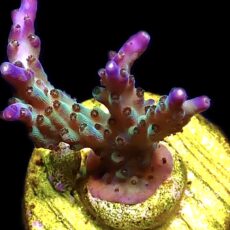 WYSIWYG 15D Pearlberry Acropora Frag