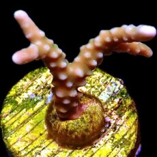 WYSIWYG 21B Pink Pearl Anacropora Frag