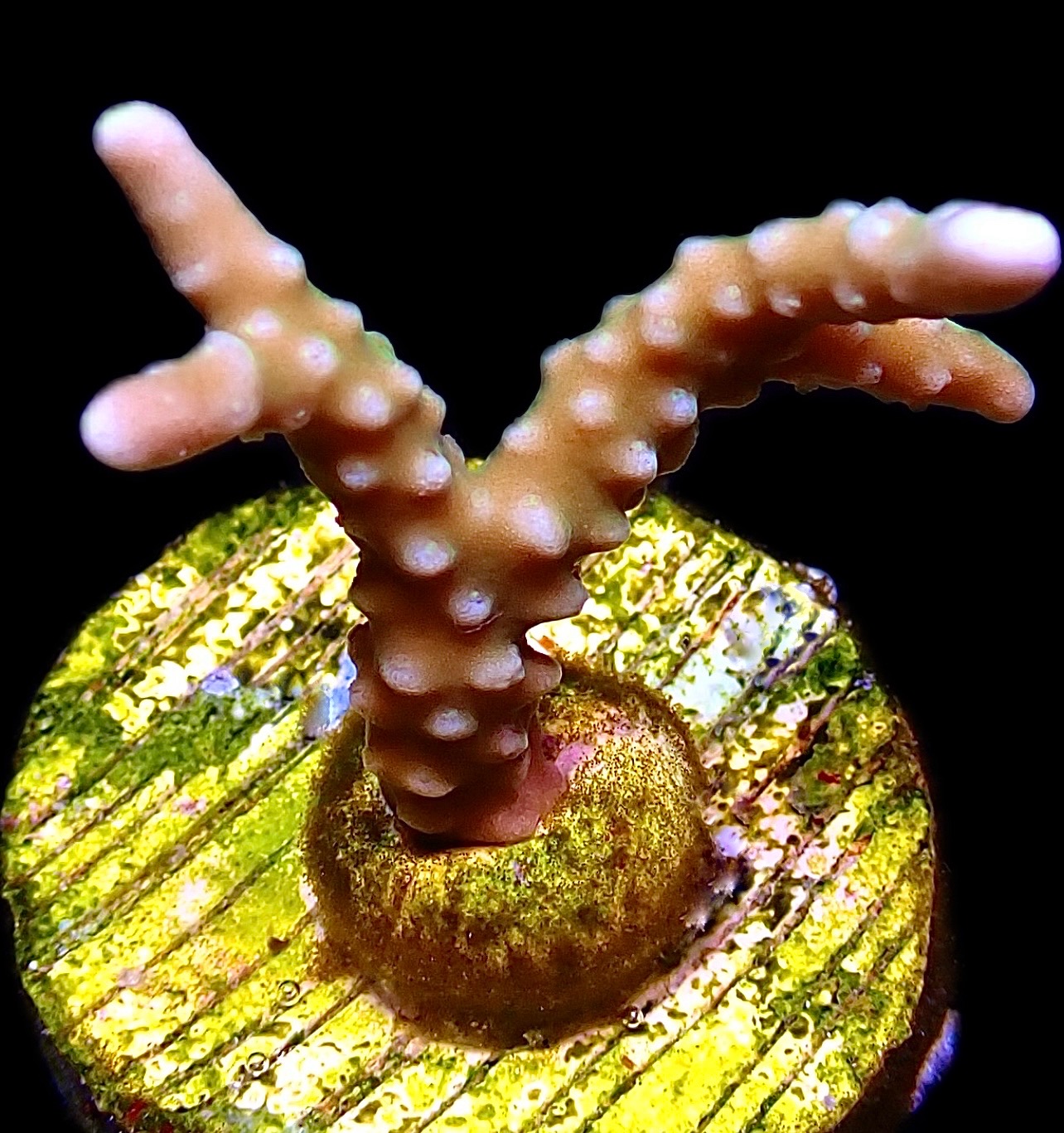 WYSIWYG 21B Pink Pearl Anacropora Frag