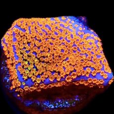 WYSIWYG 8J Rainbow Montipora