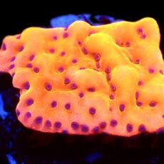 WYSIWYG 25A Brain Freeze Montipora Frag