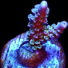 WYSIWYG 25D Acropora Tenius Frag