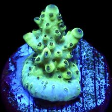 WYSIWYG 15E  Rainbow Acropora Granulosa Frag
