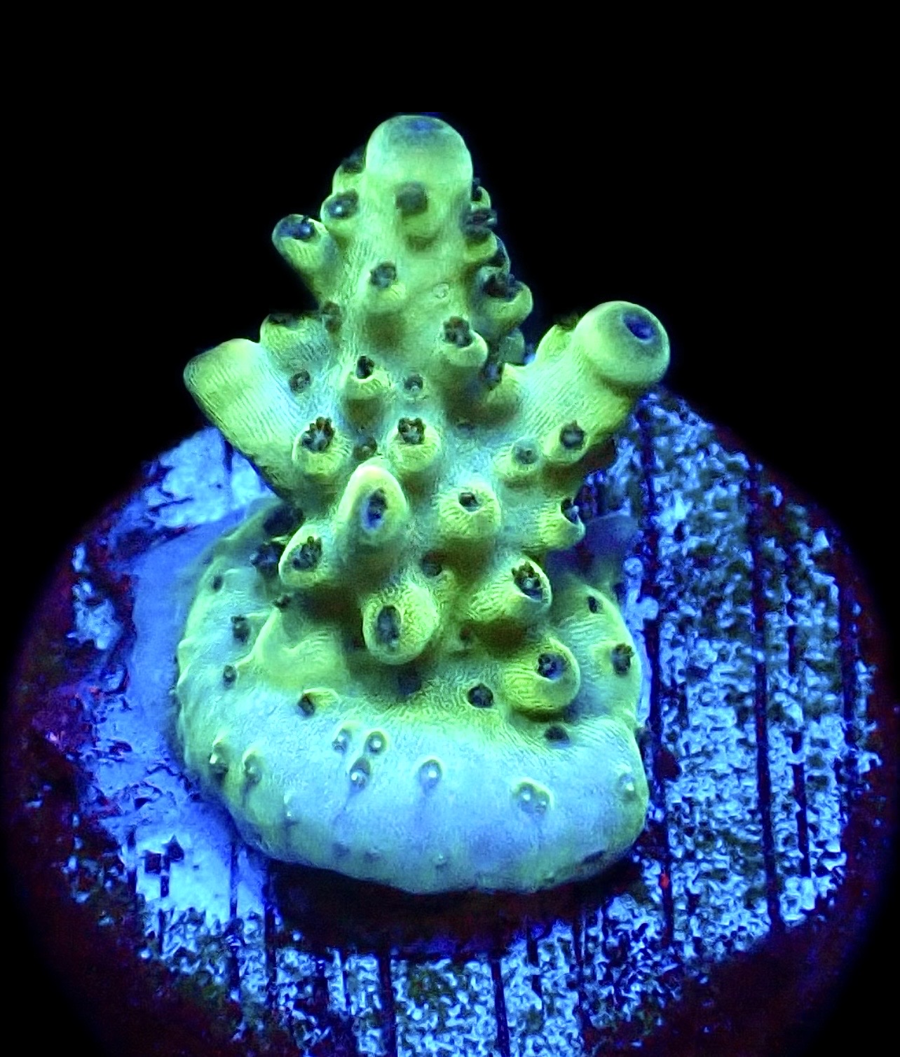 WYSIWYG 15E Rainbow Acropora Granulosa Frag