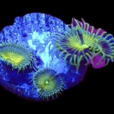 WYSIWYG 30A Grand Palythoa Frag