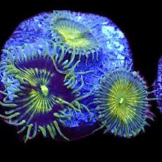 WYSIWYG 30B Grand Palythoa Frag