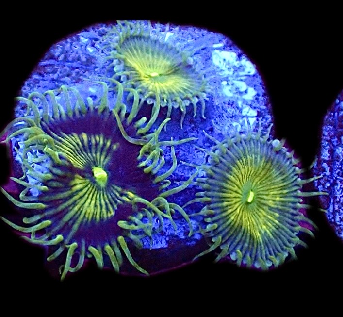 WYSIWYG 30B Grand Palythoa Frag
