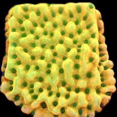 WYSIWYG 31C Kung Pao Montipora Frag