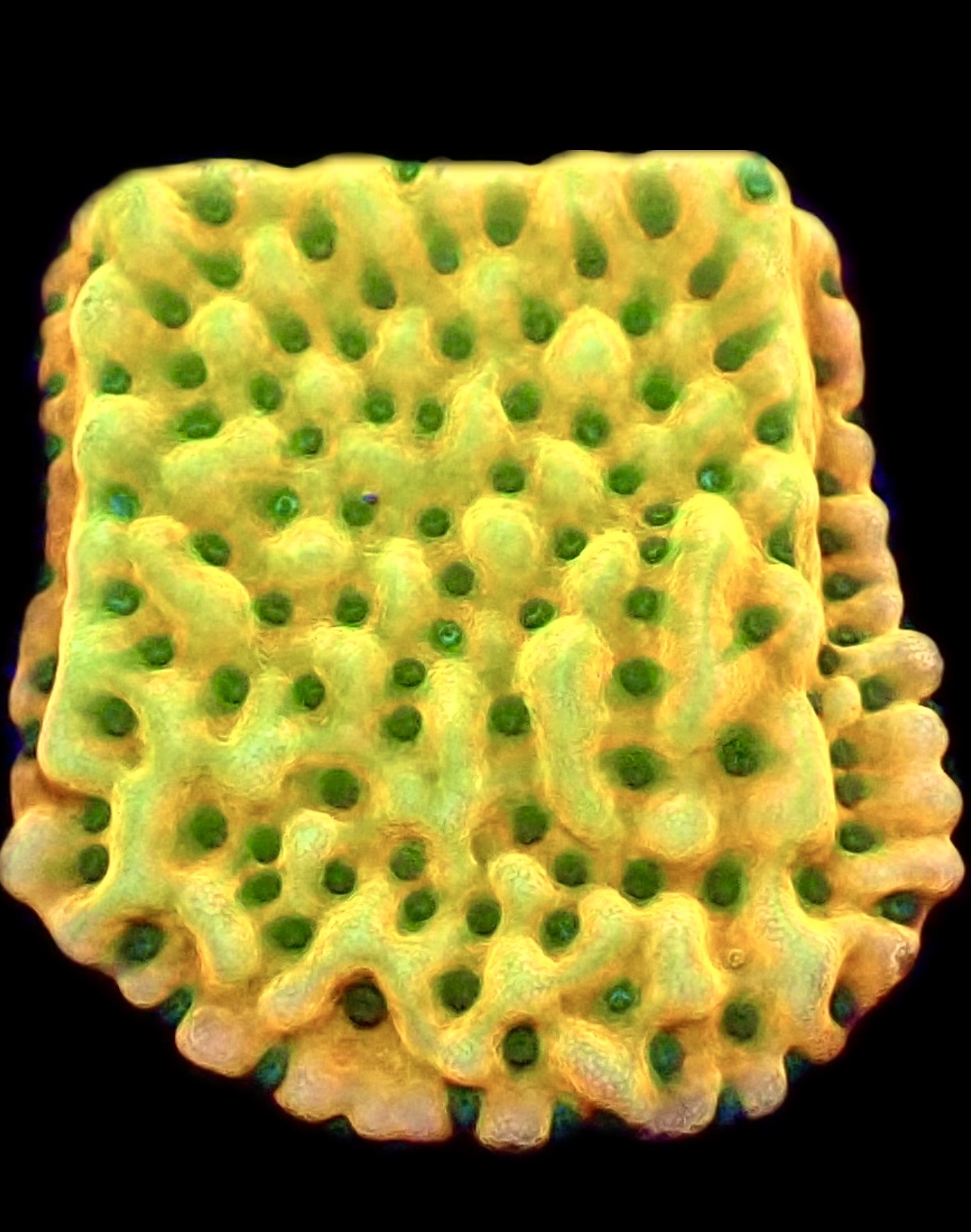 WYSIWYG 31C Kung Pao Montipora Frag