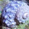 10 Pack - True Mexican Super Turbo Snail
