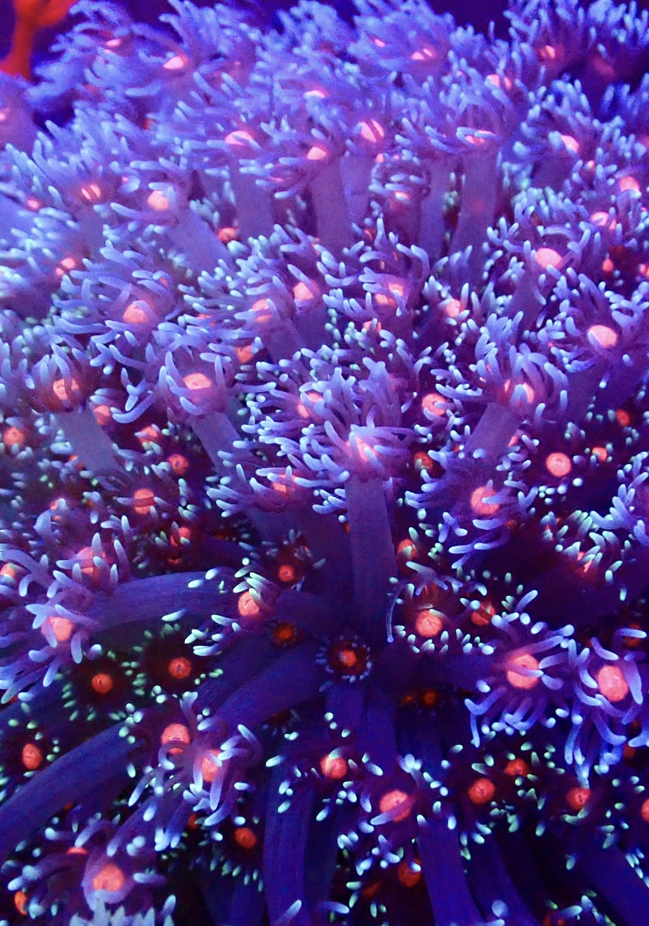 Fireball Goniopora Frag (20+ Polyps)
