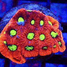 WYSIWYG 32B Cherry / Lime War Coral Frag