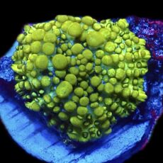 WYSIWYG Lemon Bounce Mushroom A31