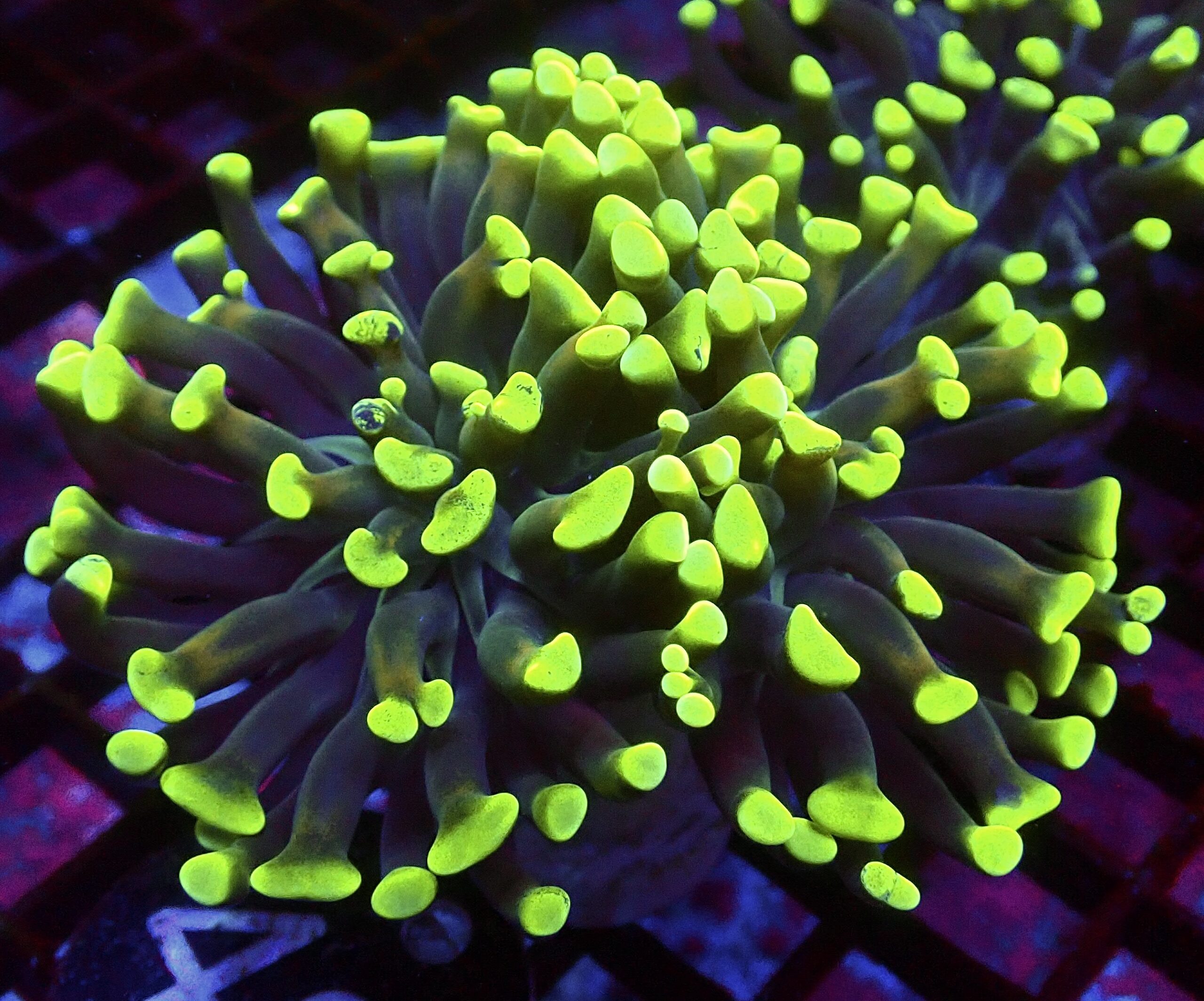 WYSIWYG Neon Branching Hammer 48