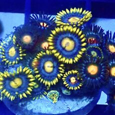 WYSIWYG  Zoanthid Frag R13