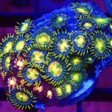 WYSIWYG Zoanthid Frag C10