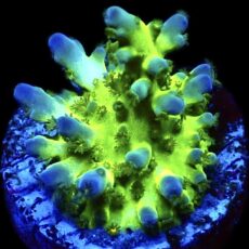 WYSIWYG 9i Acropora Frag