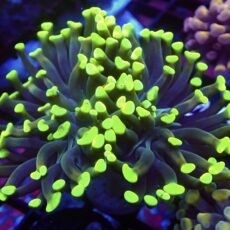 WYSIWYG Neon Branching Hammer 48