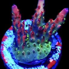 WYSIWYG 20E Acropora Frag