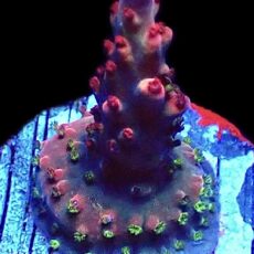 WYSIWYG 12i Acropora Frag