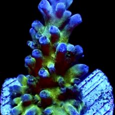 WYSIWYG 22H Electric Miyagi Tort Acropora Frag