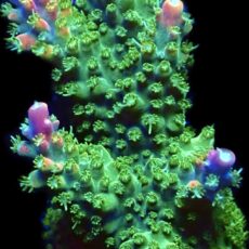 WYSIWYG M29 Rainbow Staghorn Frag Extra Large