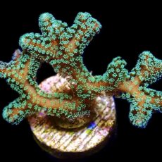 WYSIWYG M1 Fibre Optic Seriatopora Frag