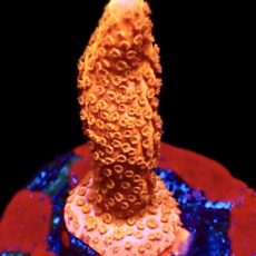 WYSIWYG M34 Burning Ember Montipora Frag