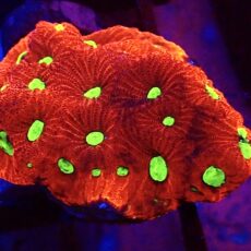 WYSIWYG 31G Cherry / Lime War Coral Frag