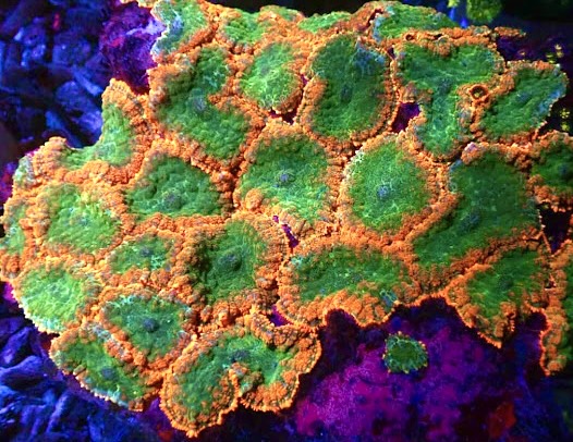 Emerald Flare Ultra Rhodactis