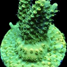 WYSIWYG 11C Hairy Acropora Lemon Selago