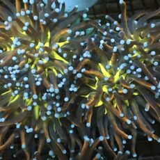Tiger Knicks Torch Euphyllia Large Head