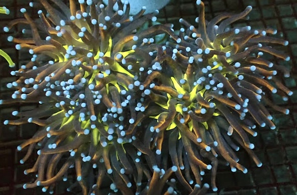 Tiger Knicks Torch Euphyllia Large Head