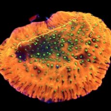WYSIWYG M6 Tropic Thunder Montipora Frag