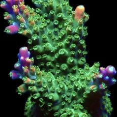 WYSIWYG M29 Rainbow Staghorn Frag Extra Large