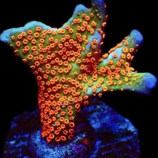 WYSIWYG 19E Bubblegum Montipora
