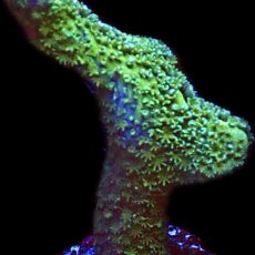 WYSIWYG M21 Lemon/Lime Montipora Digitata