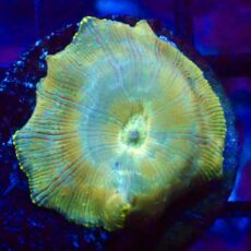 WYSIWYG A54 Ultra Discosoma Mushroom