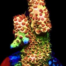 WYSIWYG 27G Rainbow Millepora