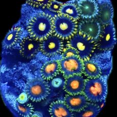 WYSIWYG Zoanthid Frag R7