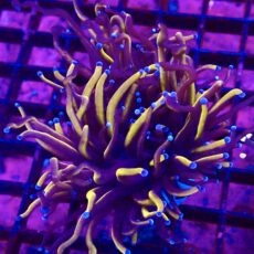 WYSIWYG 24K Torch Euphyllia Double Head 48